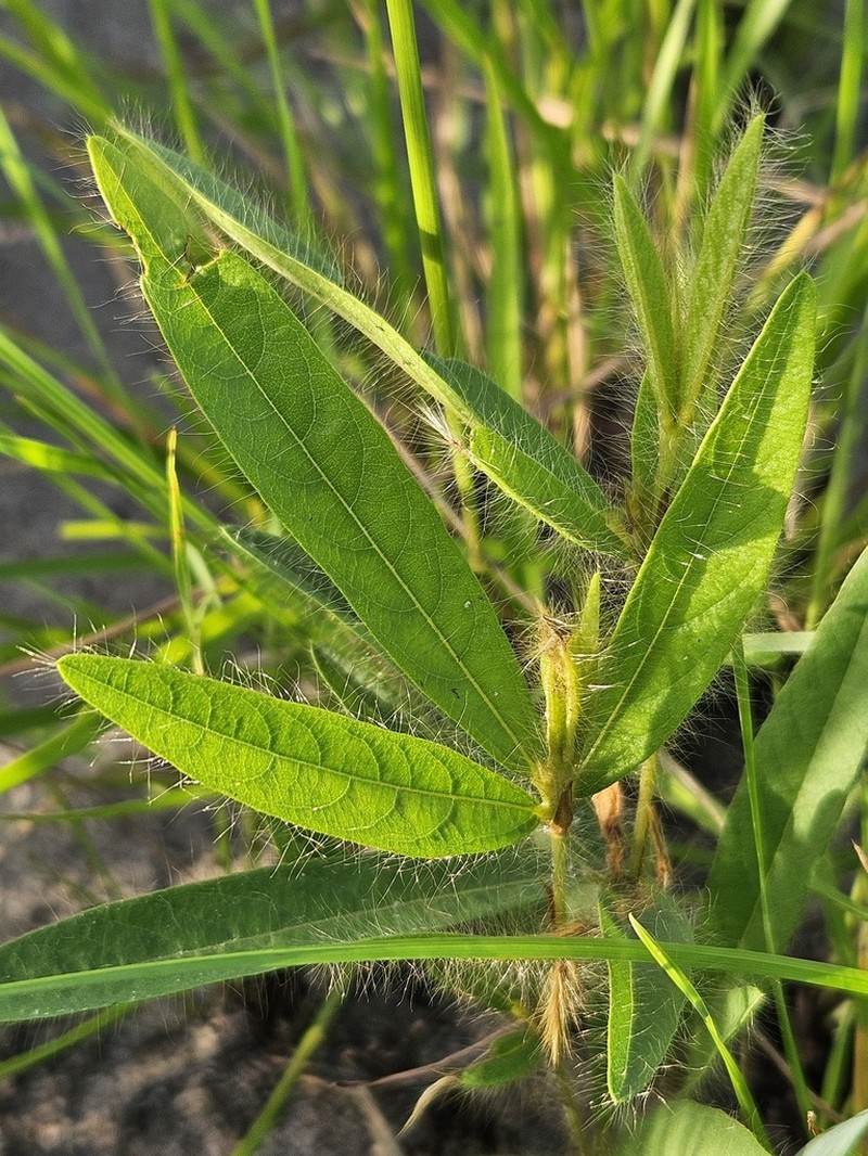 Island Sand Pea photo 2