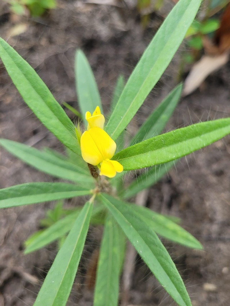 Island Sand Pea photo 3