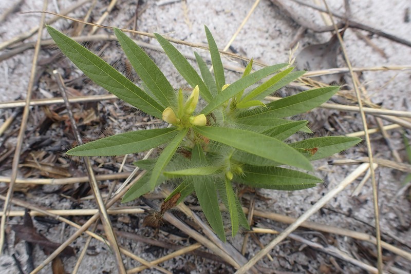 Island Sand Pea photo 4
