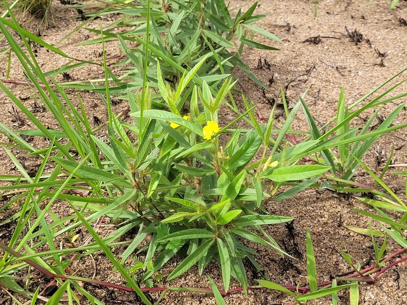 Island Sand Pea photo 5
