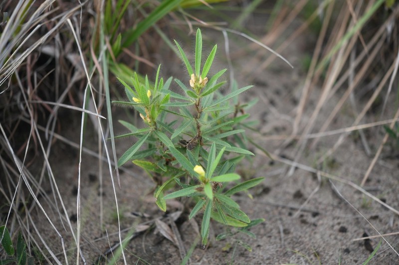 Island Sand Pea photo 6