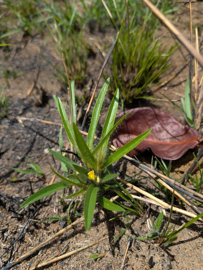 Island Sand Pea photo 7