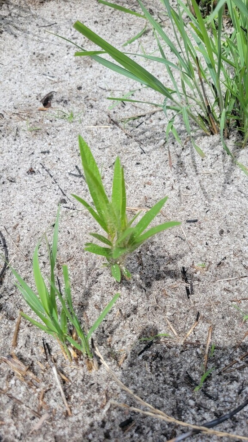 Island Sand Pea photo 8