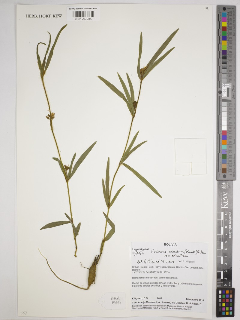 Eriosema crinitum var. crinitum