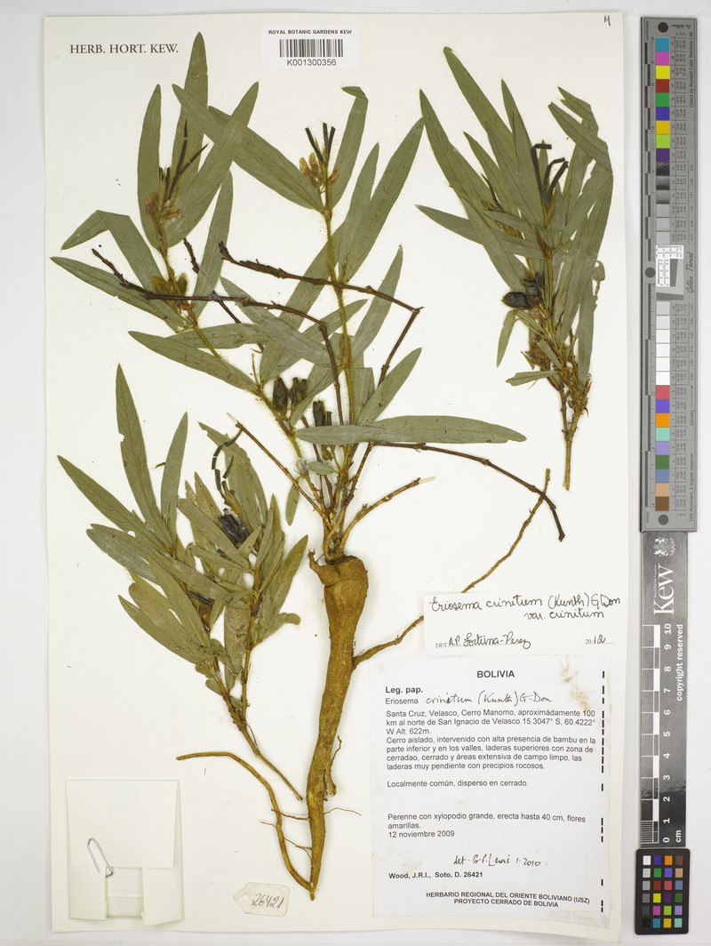 Eriosema crinitum var. crinitum photo 2