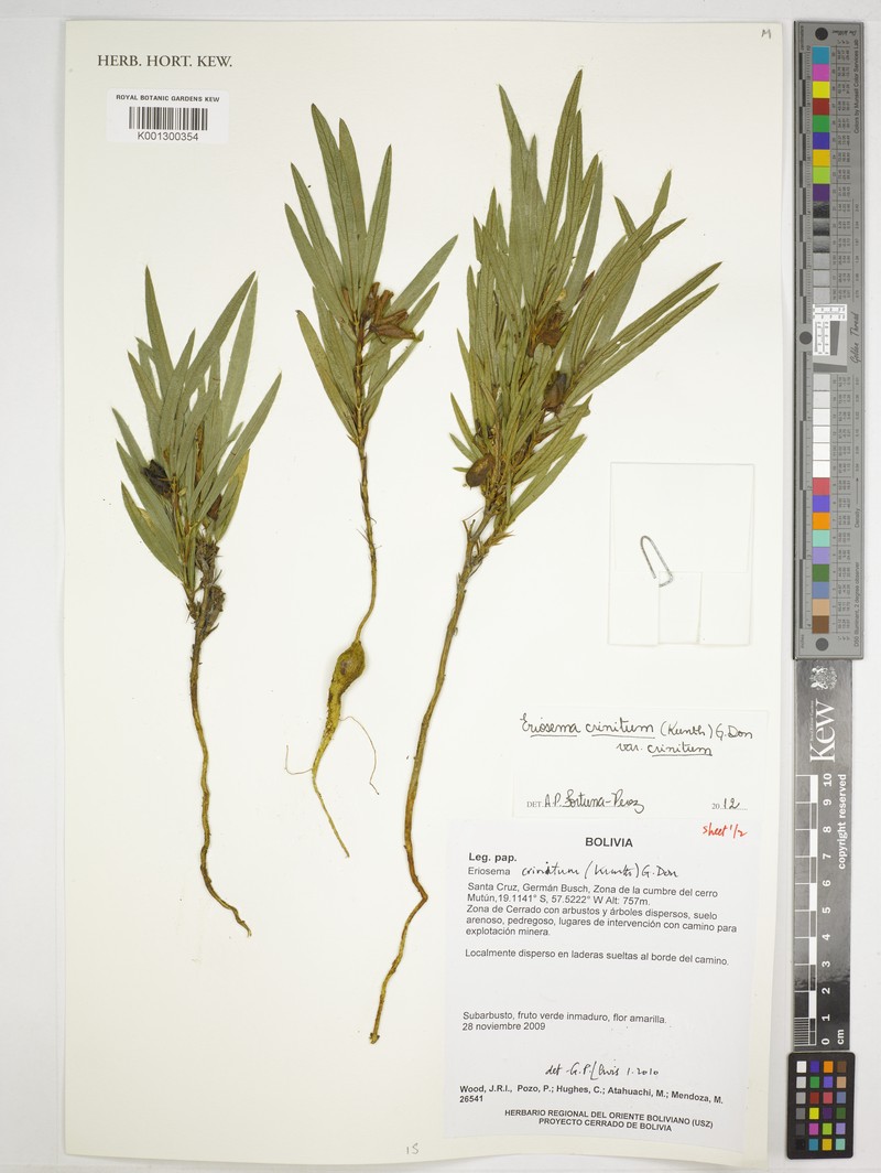 Eriosema crinitum var. crinitum photo 3
