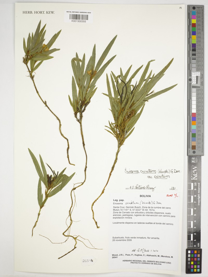 Eriosema crinitum var. crinitum photo 4