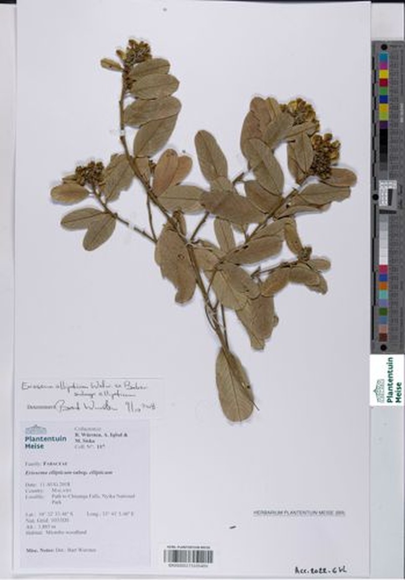 Eriosema ellipticum subsp. ellipticum