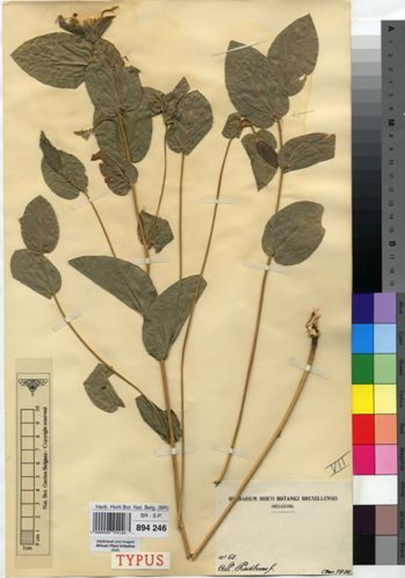Eriosema erici-rosenii var. erici-rosenii