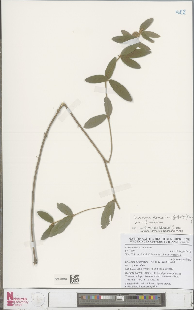 Eriosema glomeratum var. glomeratum