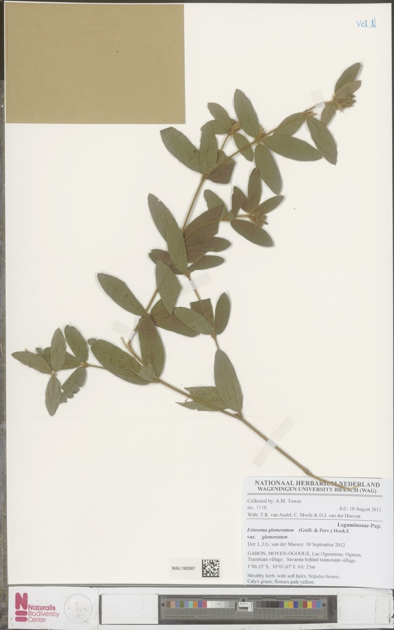 Eriosema glomeratum var. glomeratum photo 2