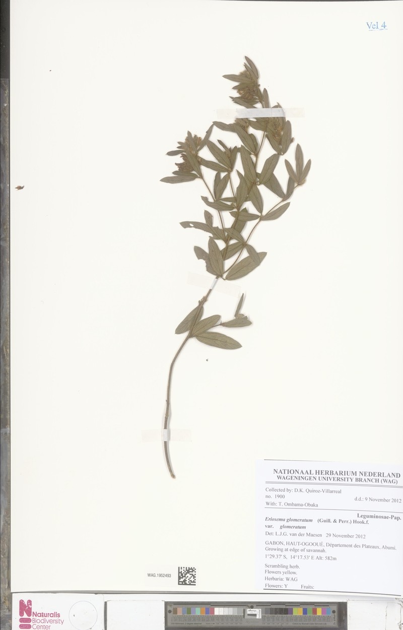 Eriosema glomeratum var. glomeratum photo 3