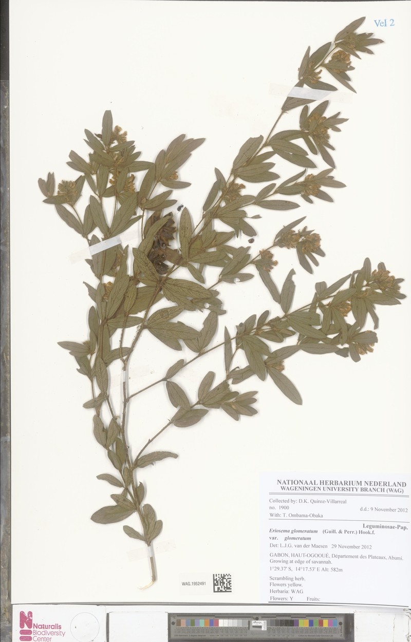 Eriosema glomeratum var. glomeratum photo 4