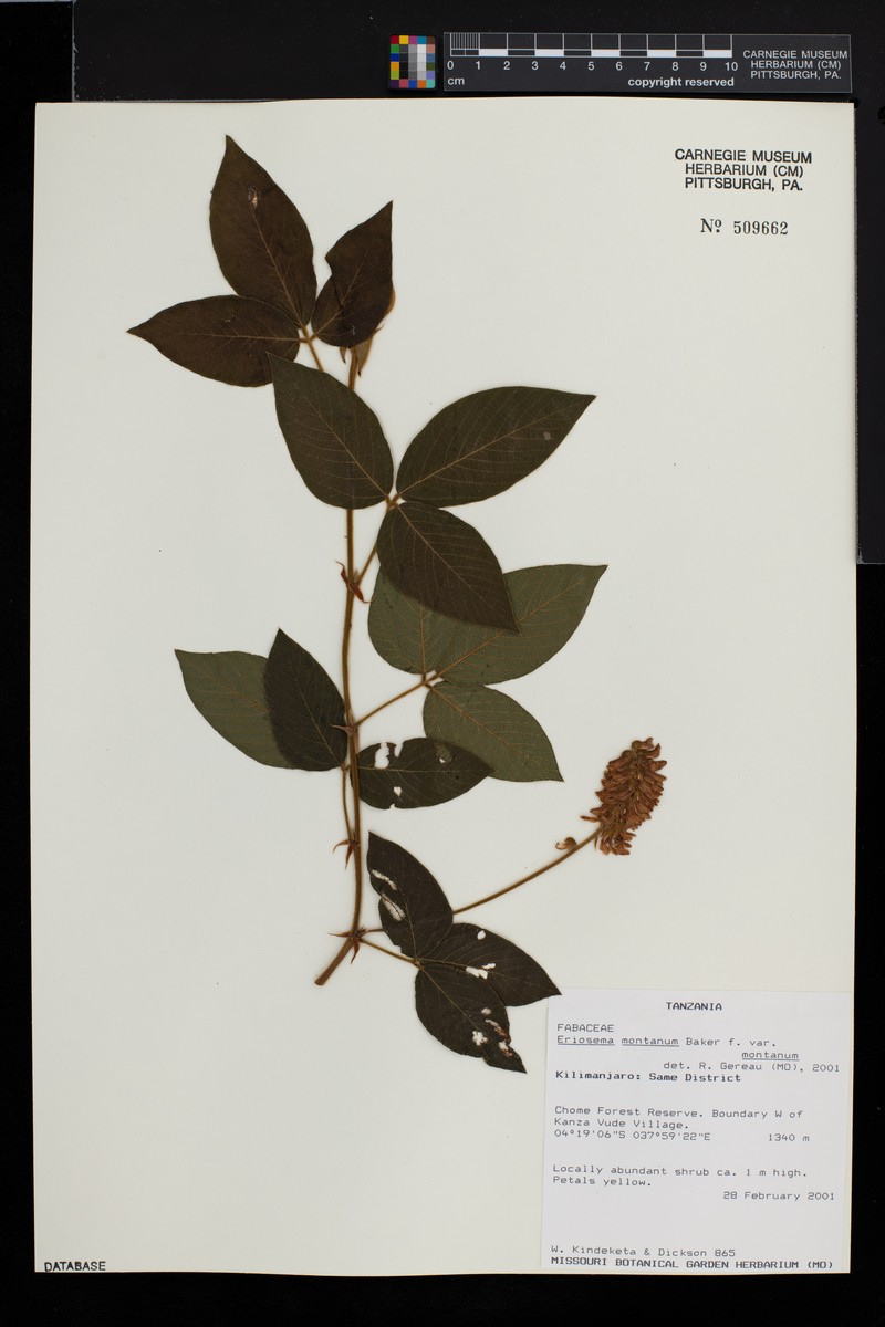 Eriosema montanum var. montanum
