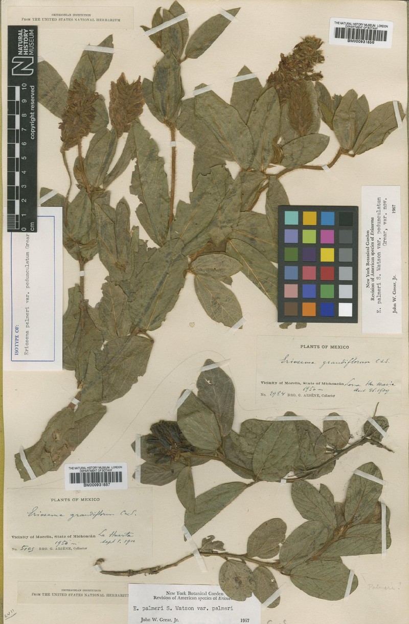 Eriosema palmeri var. palmeri