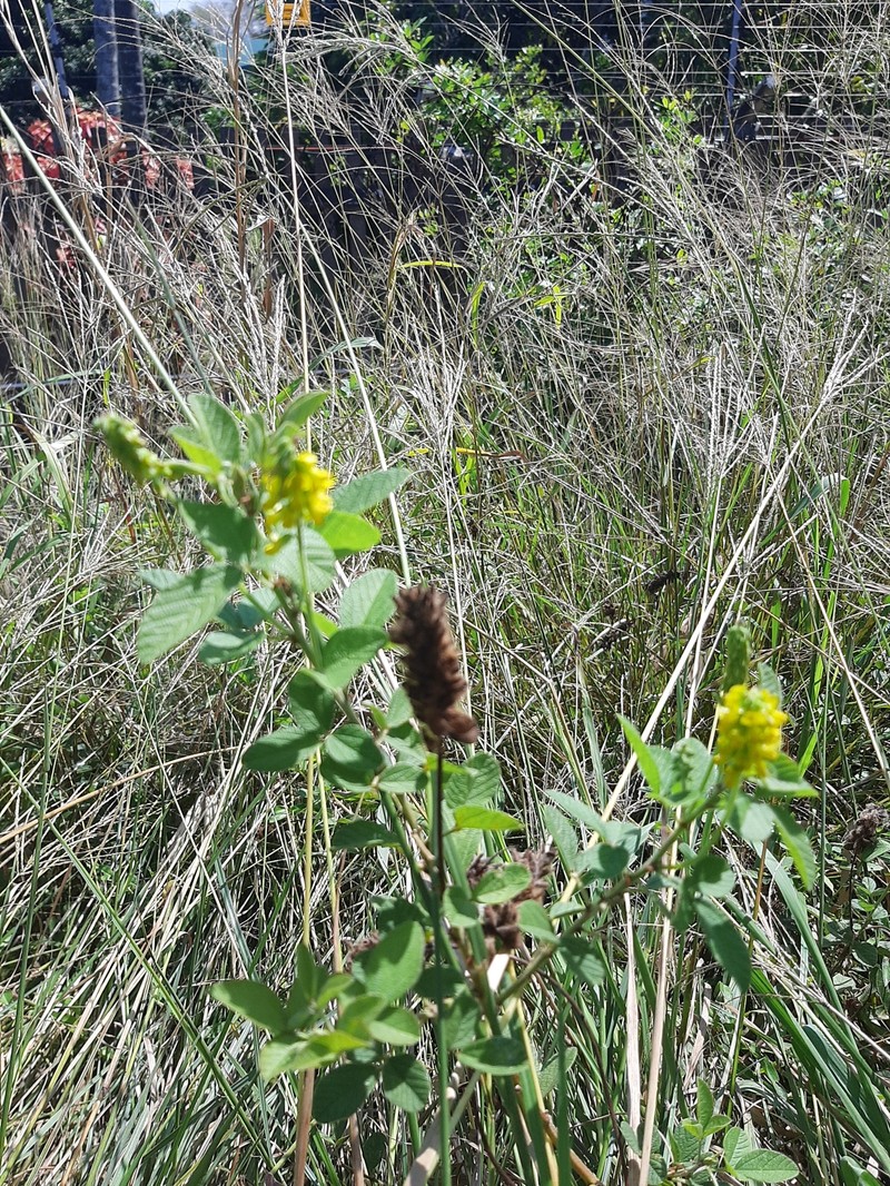 Eriosema parviflorum subsp. parviflorum