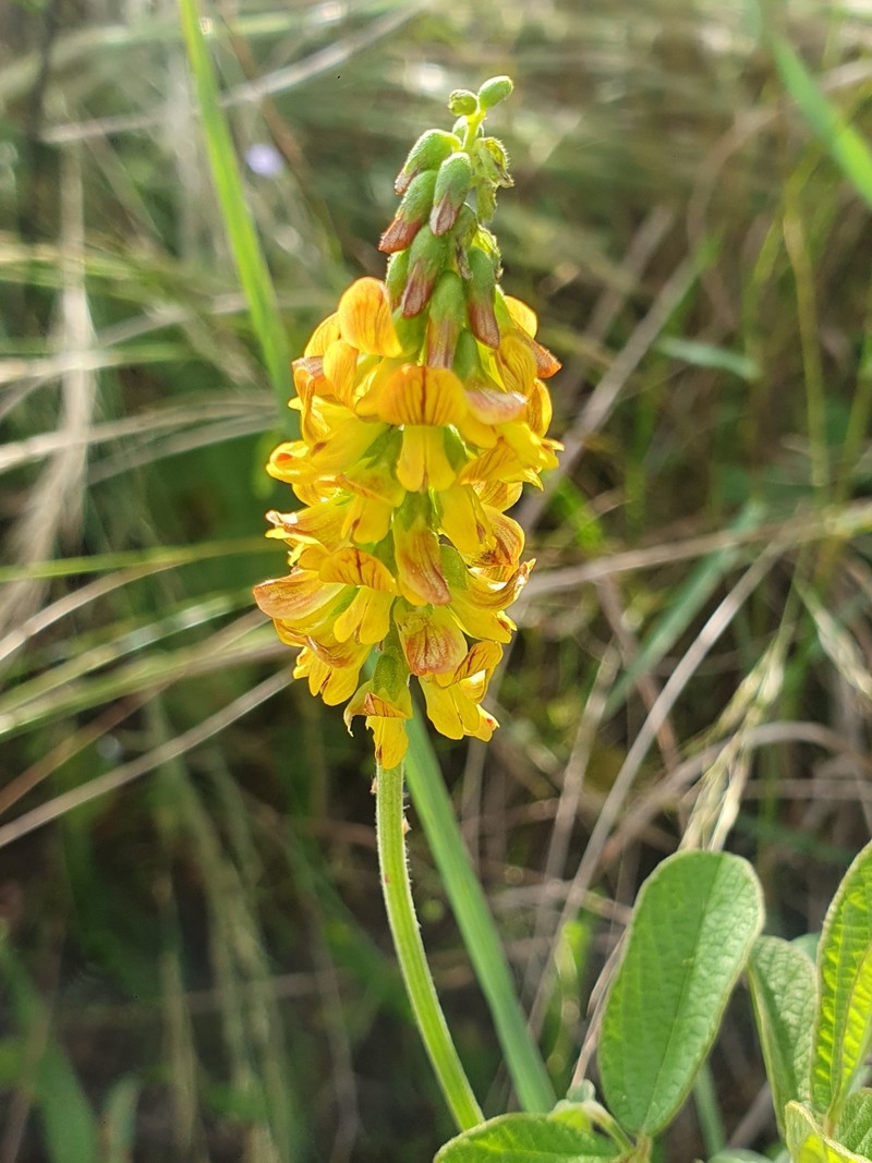 Eriosema parviflorum subsp. parviflorum photo 2