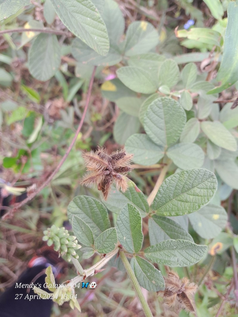 Eriosema parviflorum subsp. parviflorum photo 3