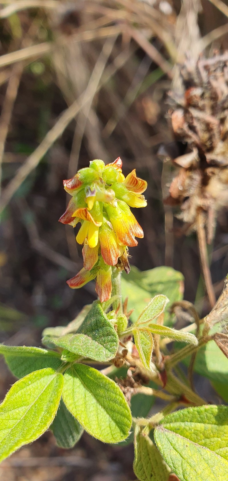 Eriosema parviflorum subsp. parviflorum photo 4