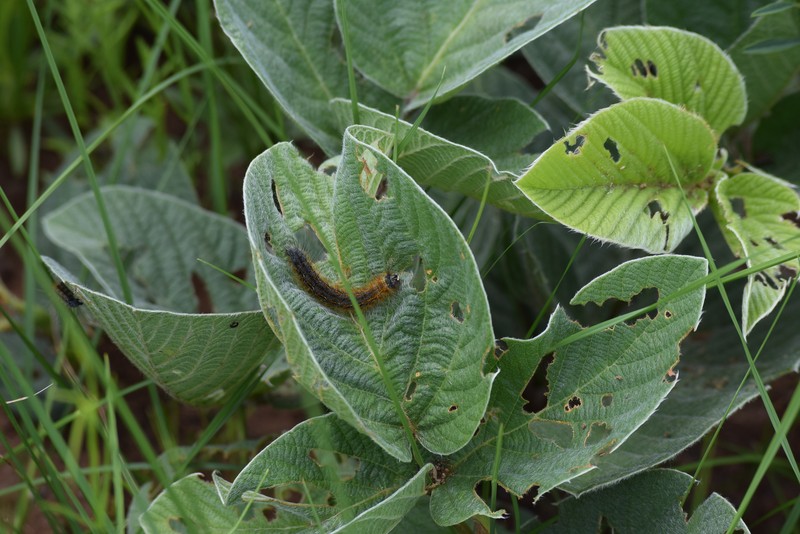 Eriosema populifolium subsp. populifolium