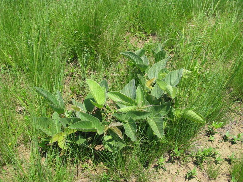 Eriosema populifolium subsp. populifolium photo 2