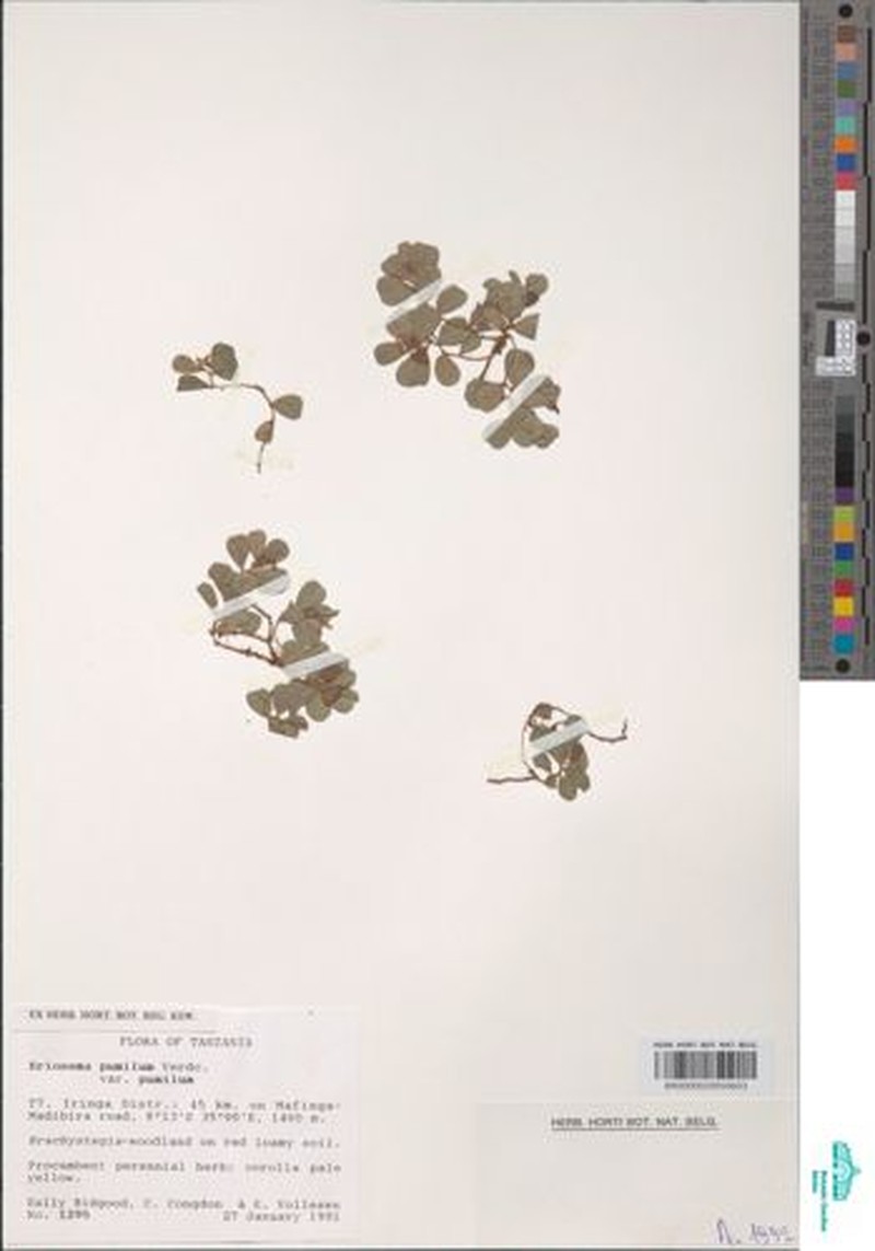 Eriosema pumilum var. pumilum