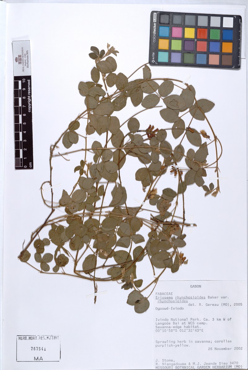 Eriosema rhynchosioides var. rhynchosioides