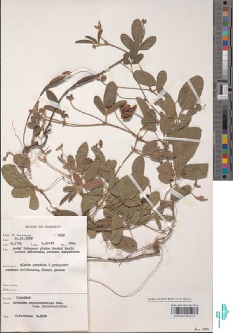 Eriosema rhynchosioides var. rhynchosioides photo 2