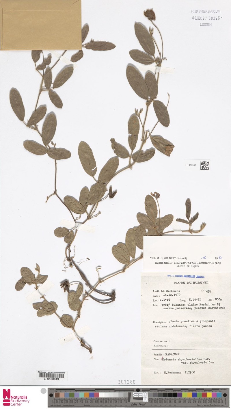 Eriosema rhynchosioides var. rhynchosioides photo 3