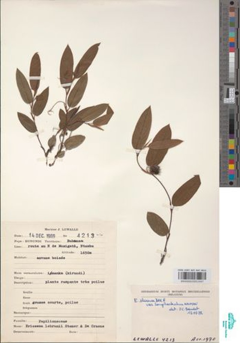 Eriosema shirense var. shirense