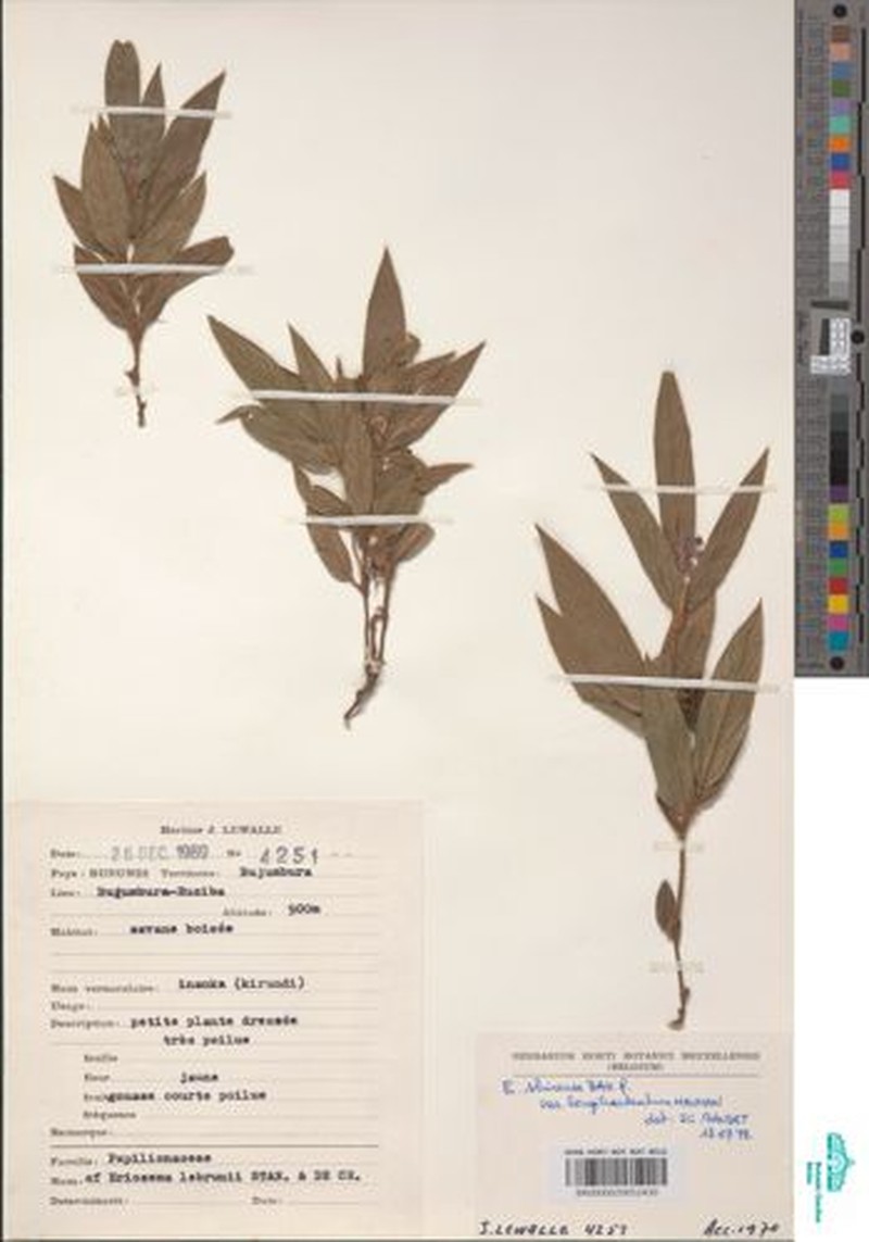 Eriosema shirense var. shirense photo 2