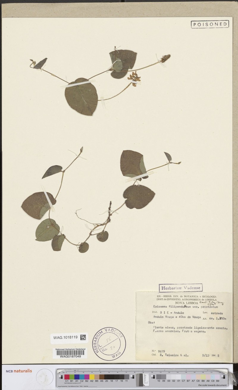 Eriosema shirense var. shirense photo 3