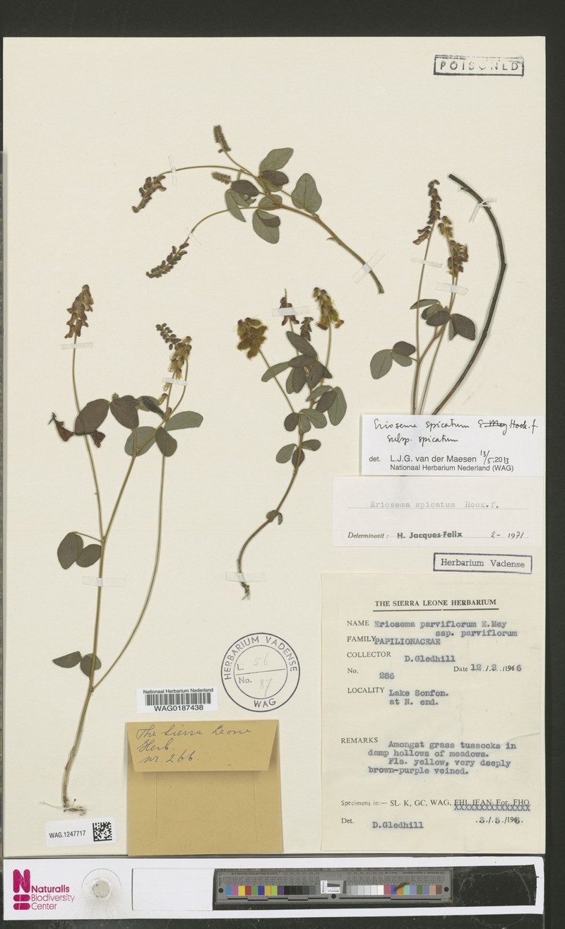 Eriosema spicatum subsp. spicatum