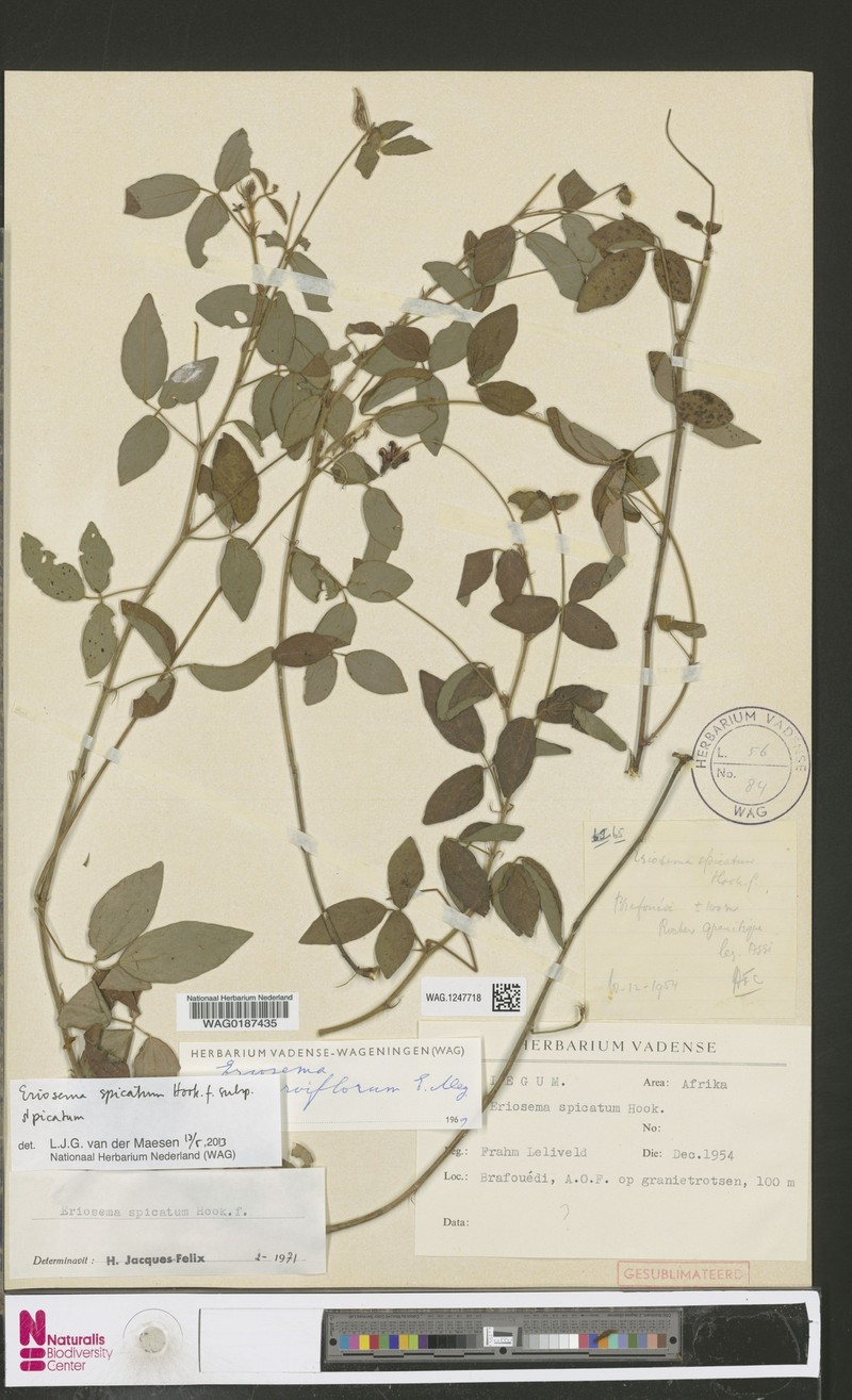 Eriosema spicatum subsp. spicatum photo 2