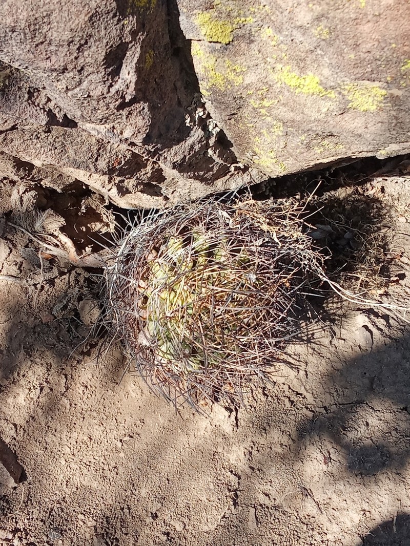 Eriosyce aconcaguensis photo 2