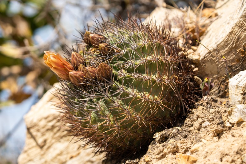 Eriosyce aconcaguensis photo 3