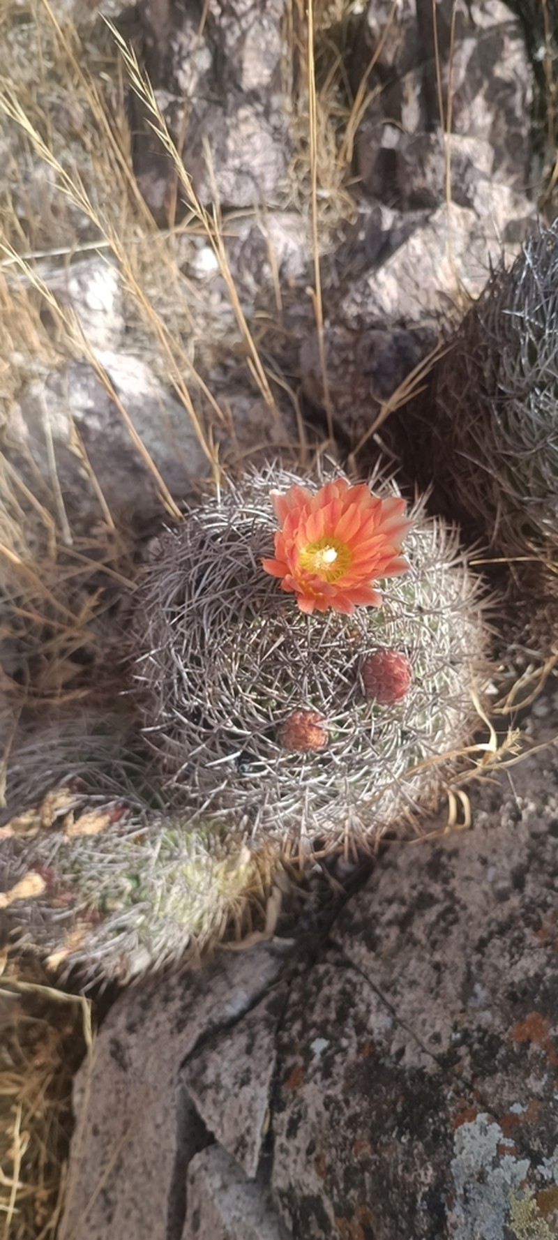 Eriosyce aconcaguensis photo 4