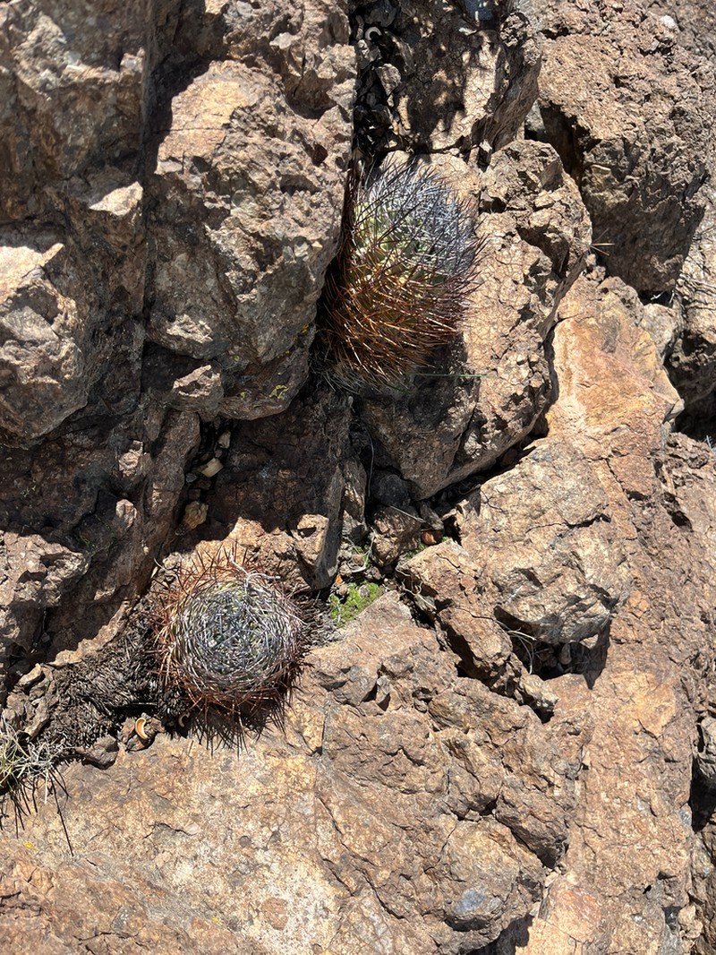 Eriosyce aconcaguensis photo 5