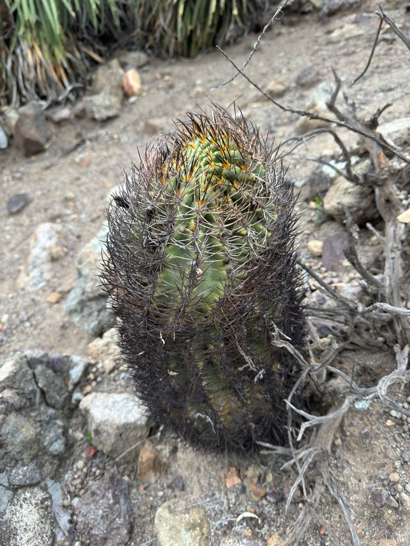 Eriosyce aconcaguensis photo 6