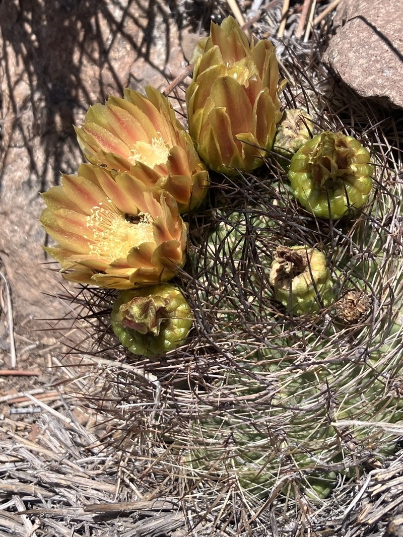 Eriosyce andicola