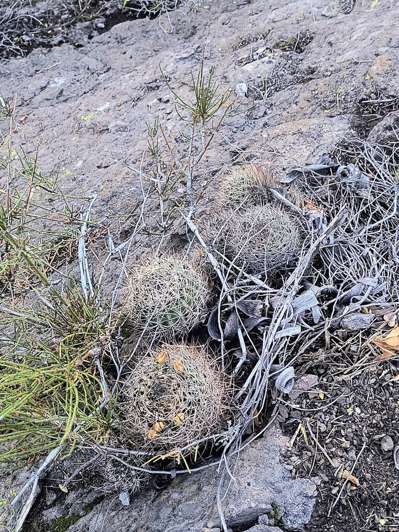 Eriosyce andicola photo 2