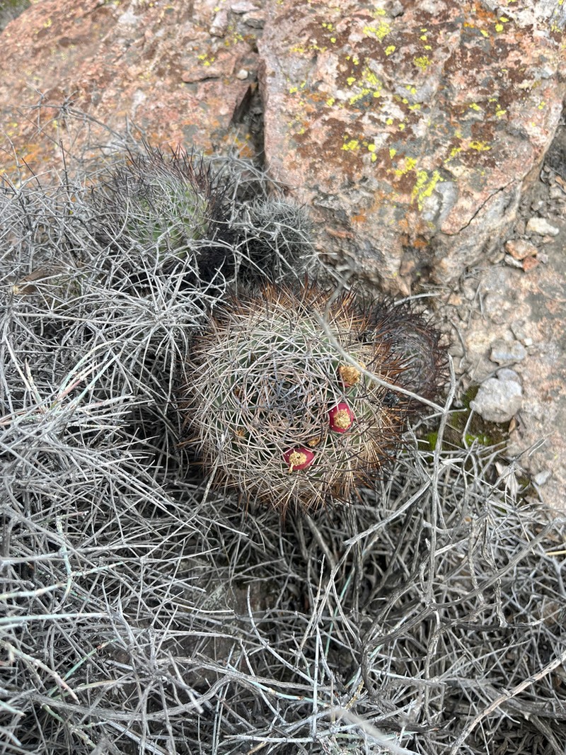 Eriosyce andicola photo 4