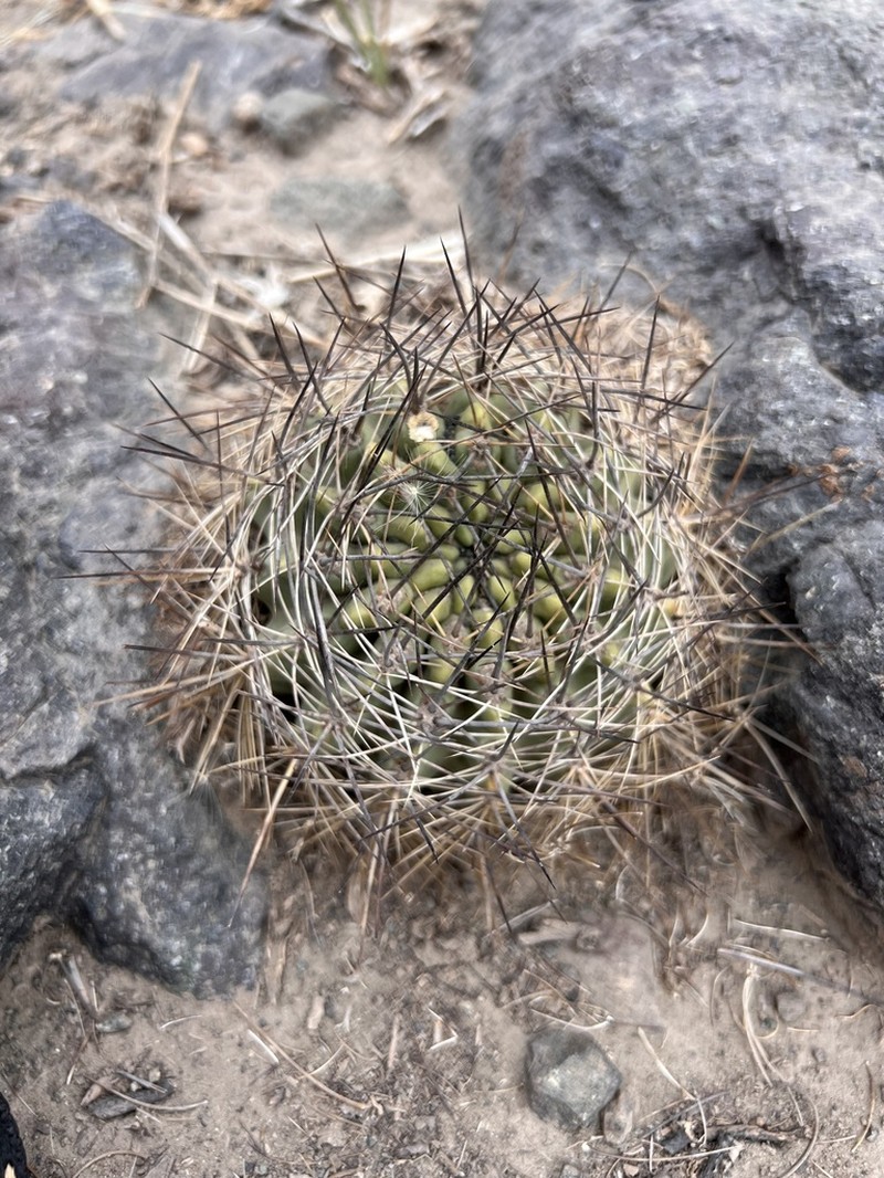 Eriosyce andicola photo 5
