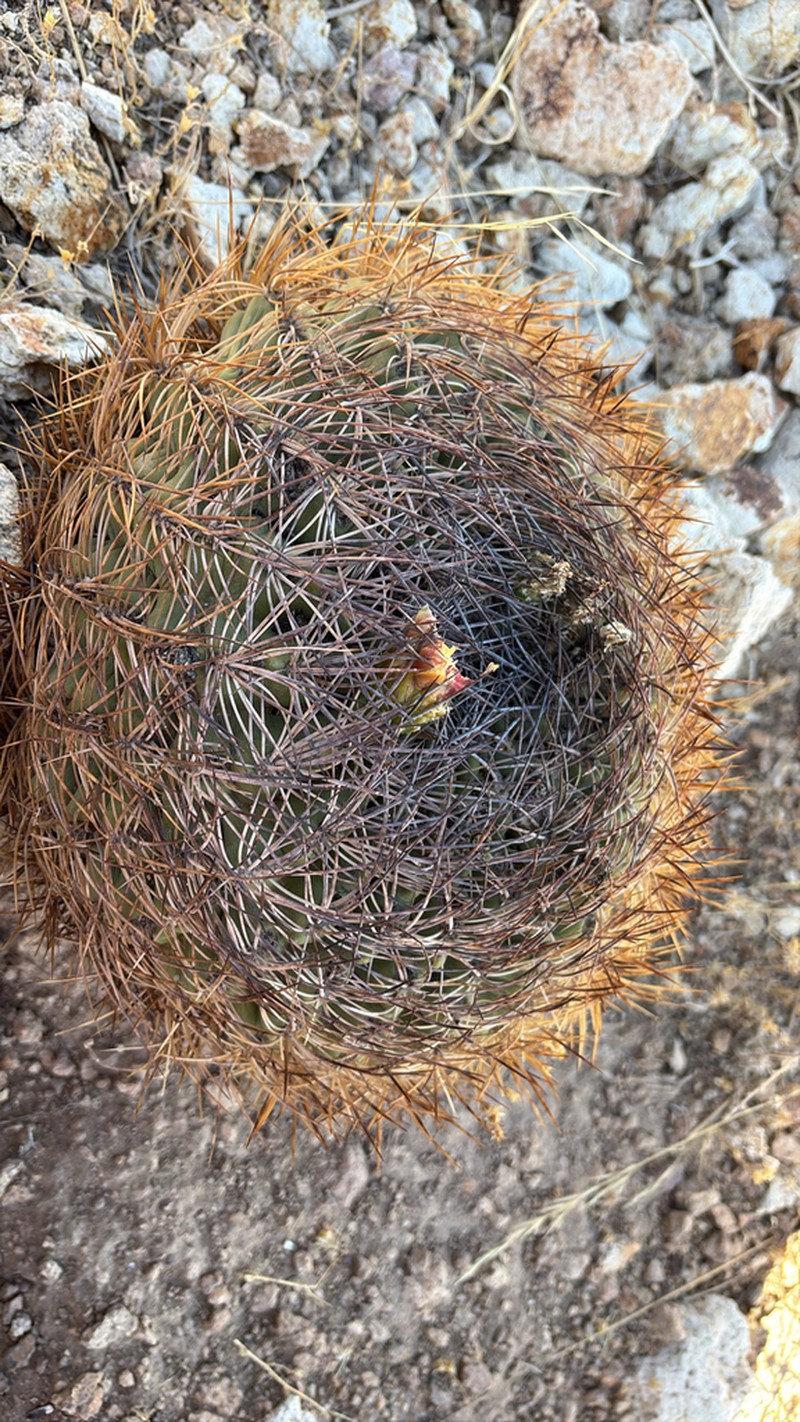 Eriosyce andicola photo 6