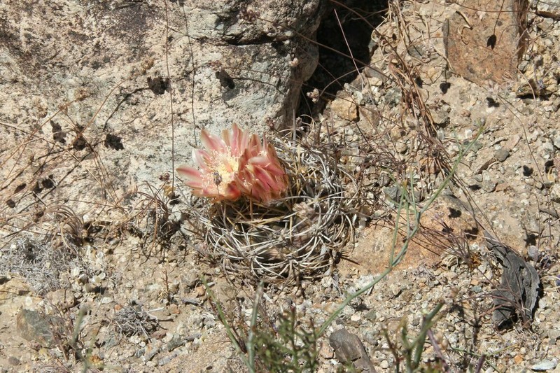 Eriosyce atroviridis