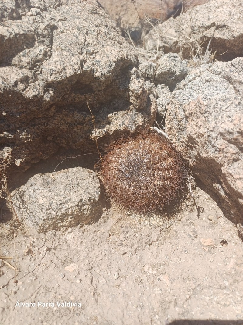 Eriosyce atroviridis photo 3