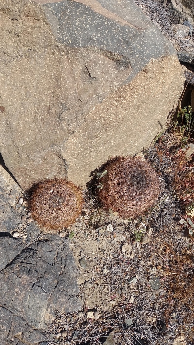Eriosyce atroviridis photo 4