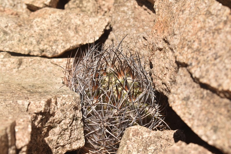 Eriosyce atroviridis photo 8