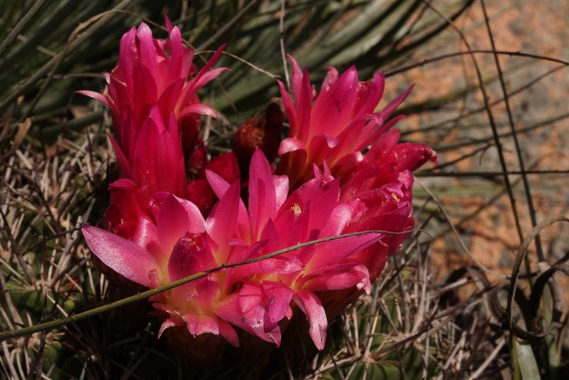 Eriosyce castanea