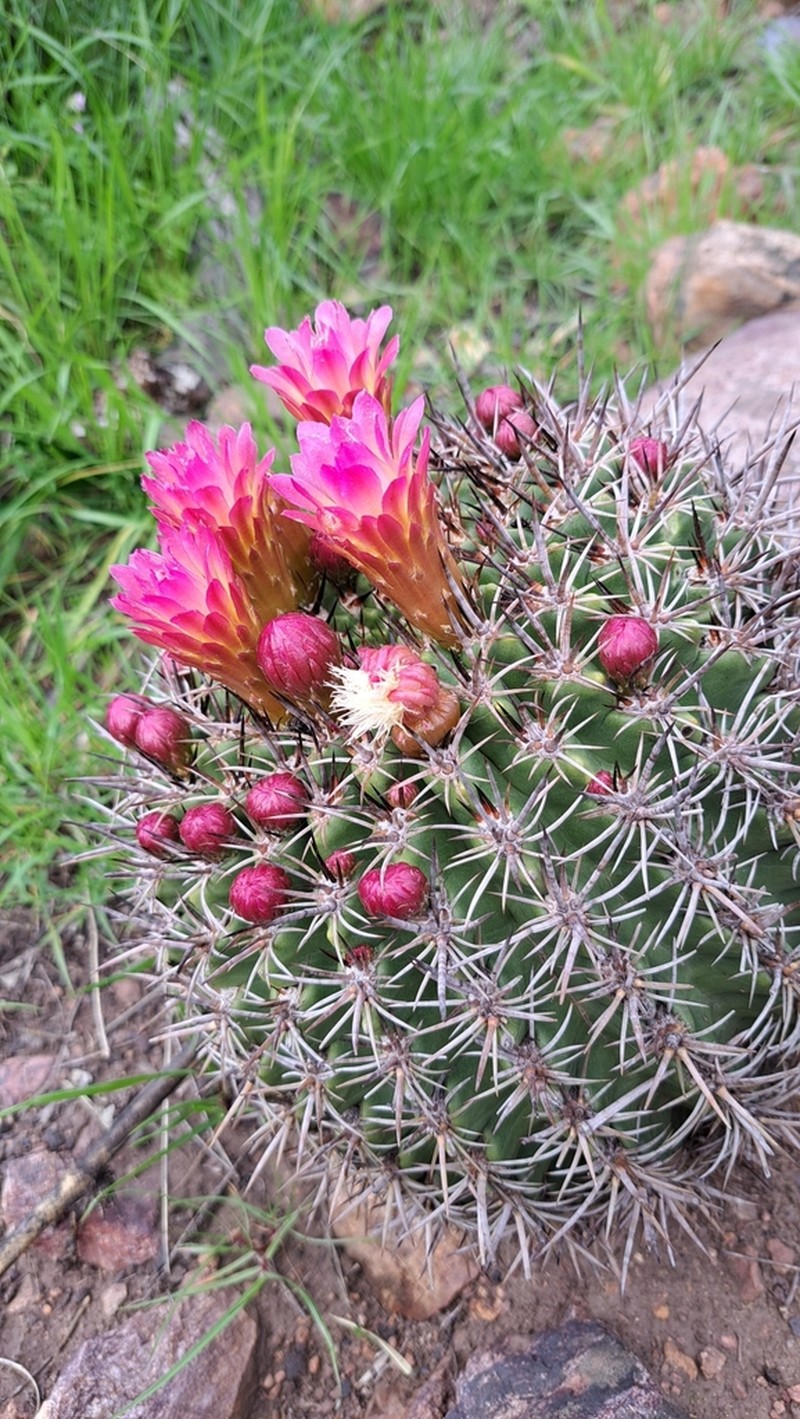 Eriosyce castanea photo 2